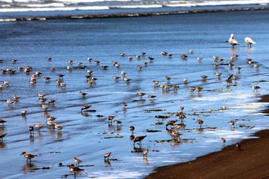 Sandee - Humboldt Bay National Wildlife Refuge