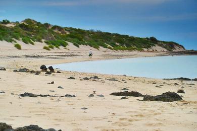 Sandee - Enderby Island