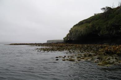 Sandee Enderby Island