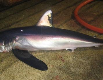 Sandee Longfin Mako Shark