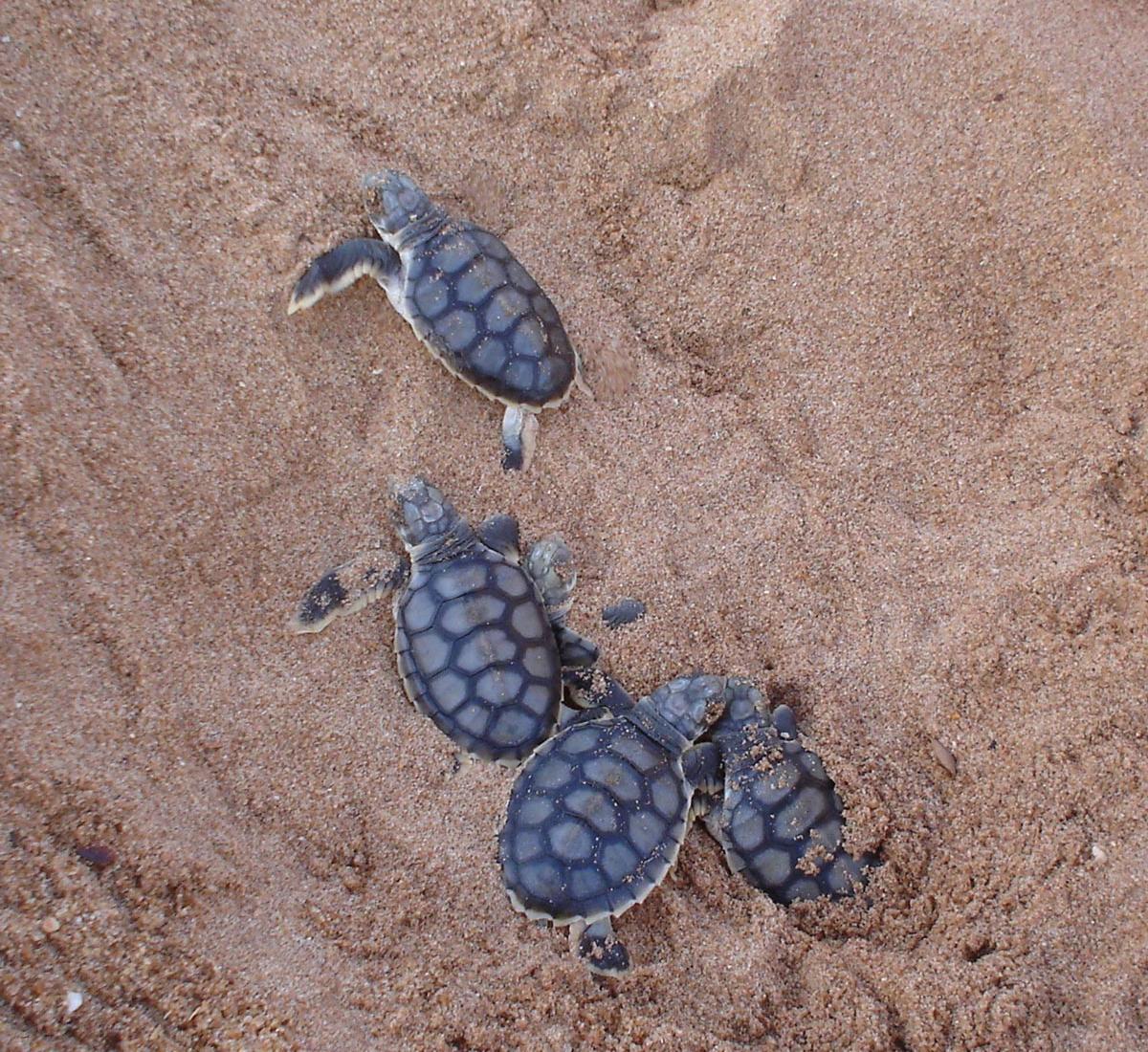 Sandee - Port Hedland Beach