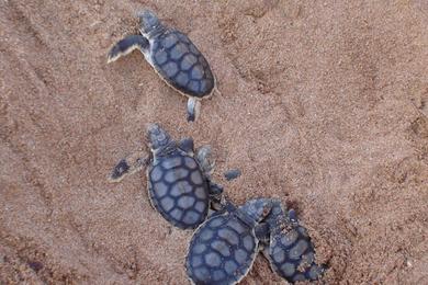 Sandee - Port Hedland Beach