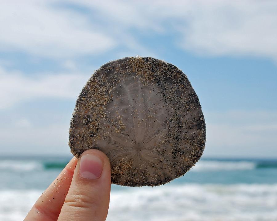 Sandee - Sand Dollar Beach