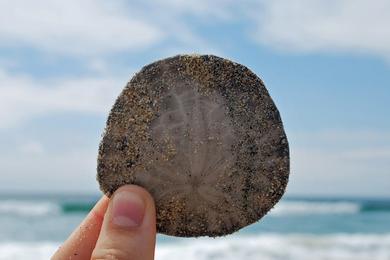 Sandee - Sand Dollar Beach