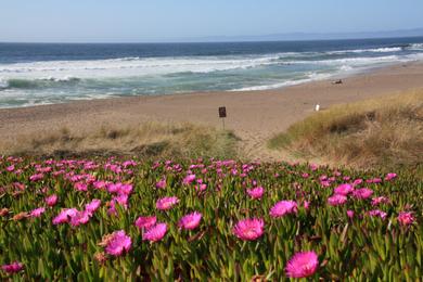 Sandee Point Reyes North Beach Photo