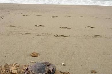 Sandee Santa Maria Beach
