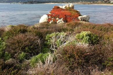 Sandee - Point Lobos State Natural Reserve - Moss Cove Beach