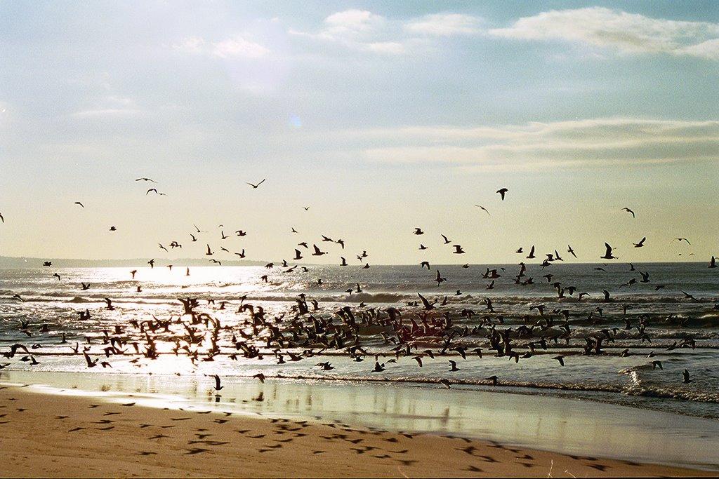 Sandee - Marina Dunes Beach