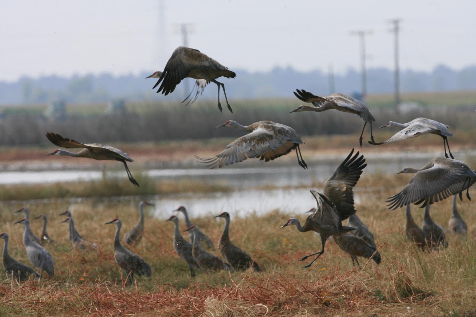 Sandee - Salinas River National Wildlife Refuge