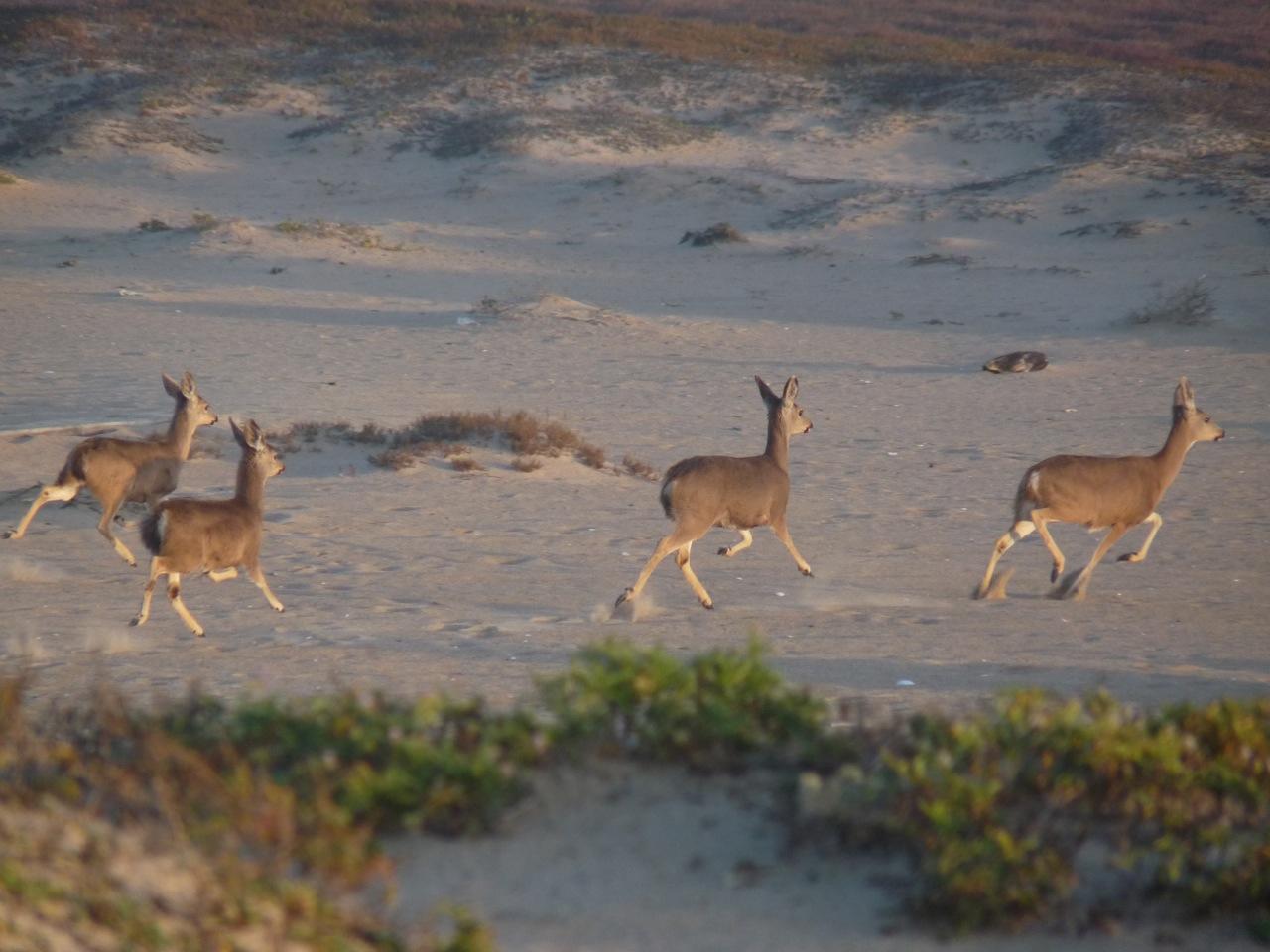 Sandee - Salinas River National Wildlife Refuge