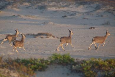 Sandee - Salinas River National Wildlife Refuge