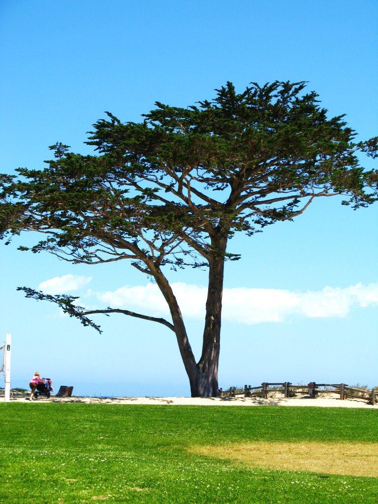 Sandee - Monterey Municipal Beach