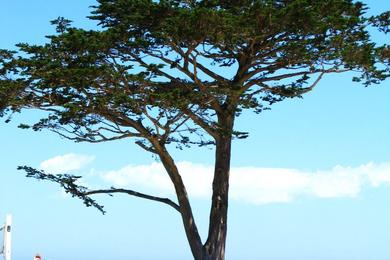 Sandee - Monterey Municipal Beach