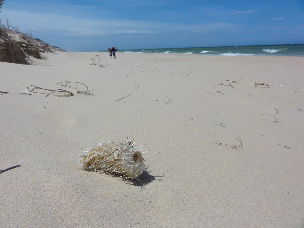 Sandee - HomePage / Golden Beach
