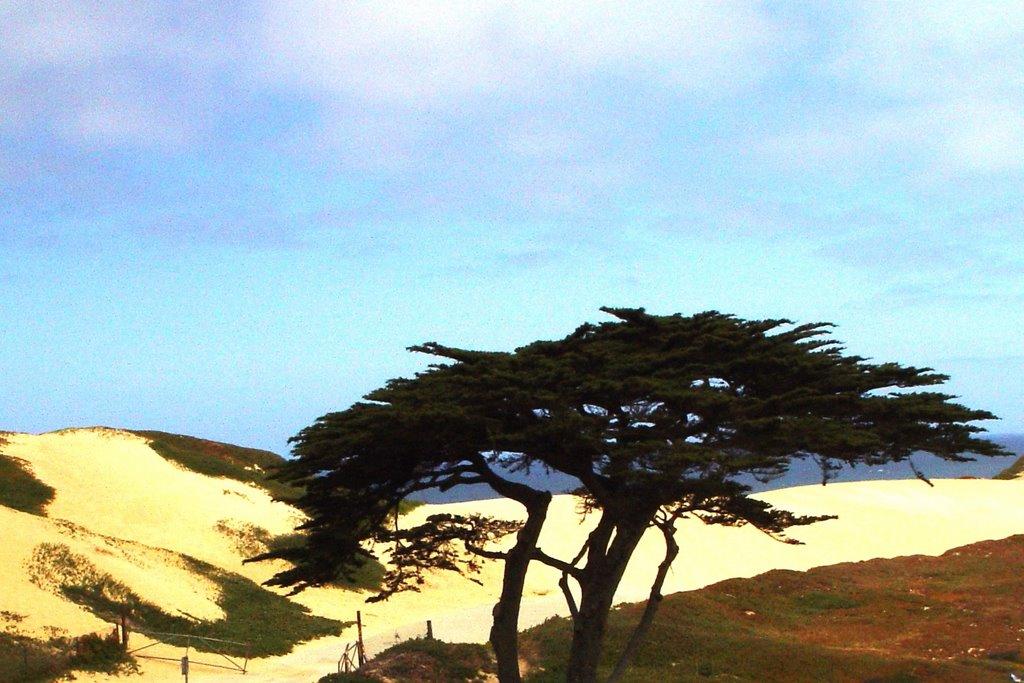 Sandee - Monterey State Beach - Roberts Beach