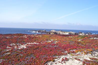 Sandee - Point Pinos Beach