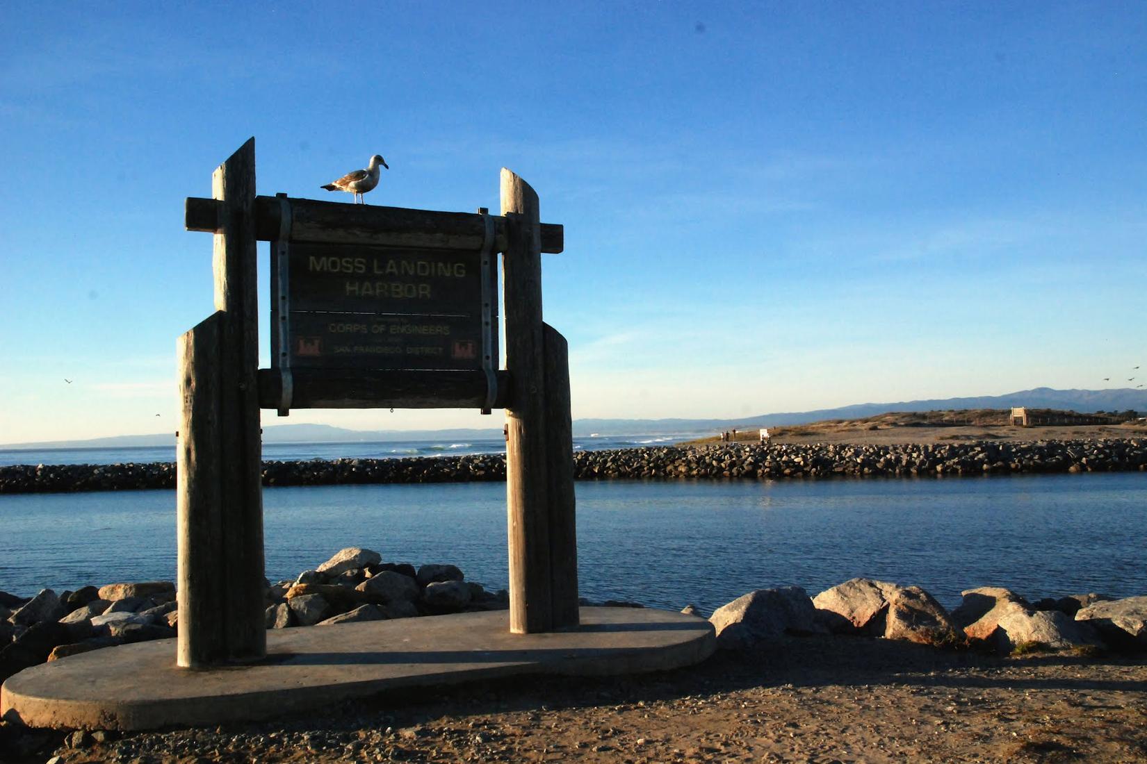 Sandee - Moss Landing Wildlife Area