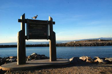 Sandee Moss Landing Wildlife Area