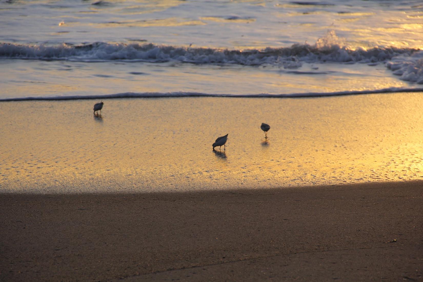 Sandee - Moss Landing Wildlife Area