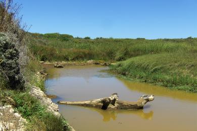 Sandee Wilder Ranch State Park - Sand Plant Beach