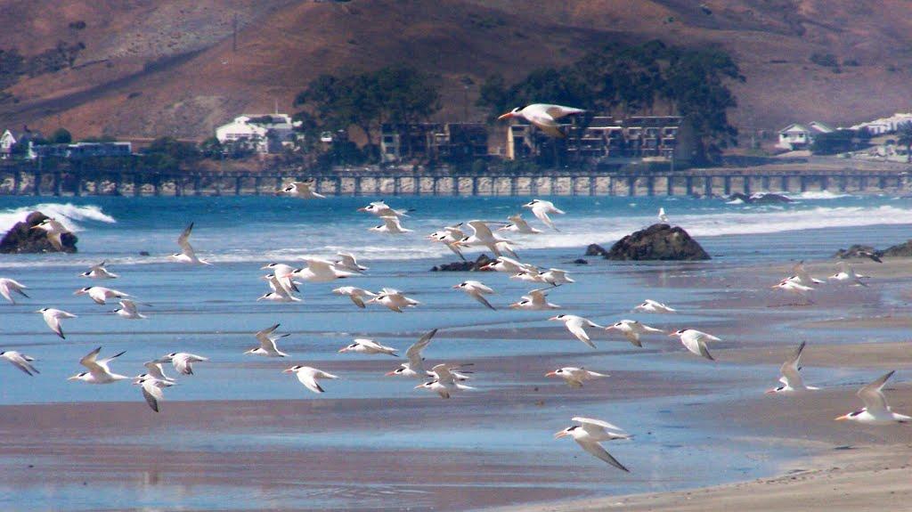 Sandee - Cayucos State Beach