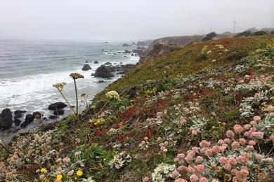 Sandee - Coleman Beach