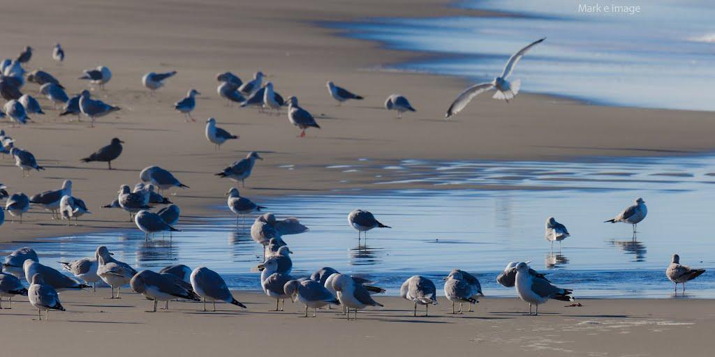 Sandee North Salmon Creek Beach Photo