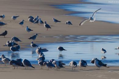 Sandee North Salmon Creek Beach Photo