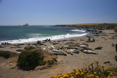 Sandee Elmer Ross Beach