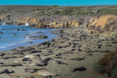 Sandee Point Piedras Blancas Beach