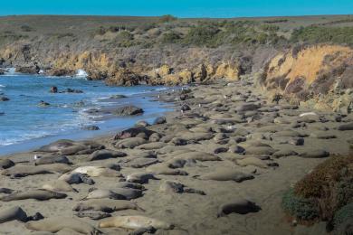 Sandee Point Piedras Blancas Beach Photo