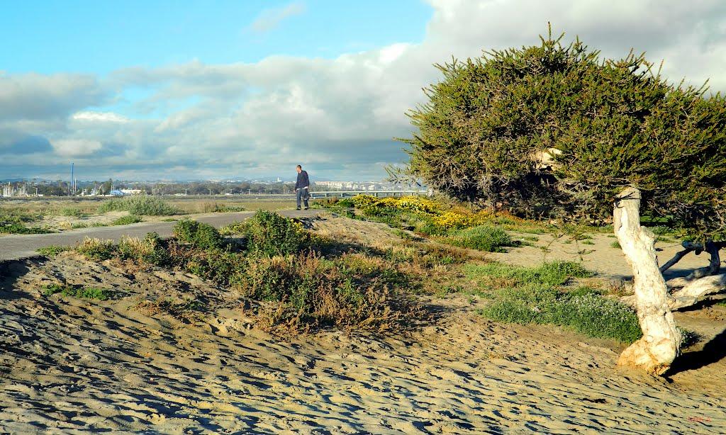 Sandee - Ocean Beach Dog Beach