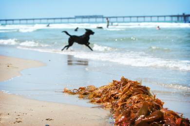 Sandee Ocean Beach Dog Beach
