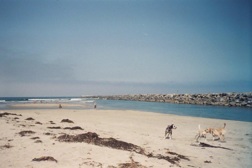 Sandee - Ocean Beach Dog Beach