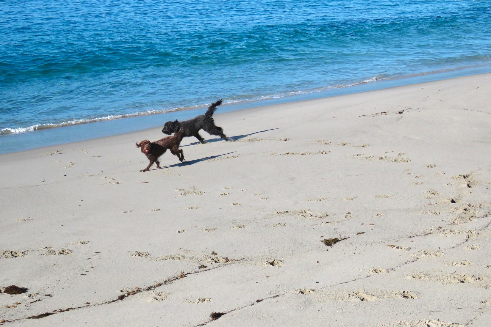 Sandee - Ocean Beach Dog Beach