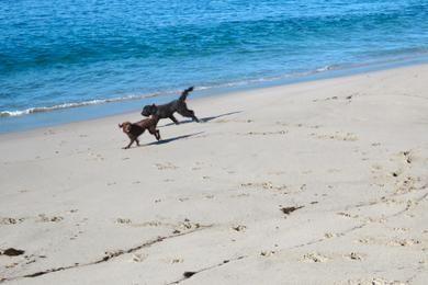 Sandee - Ocean Beach Dog Beach