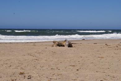 Sandee Oxnard Beach Park