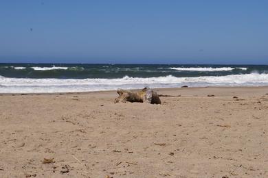 Sandee Oxnard Beach Park Photo