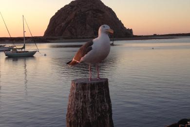 Sandee - Morro Bay Harbor