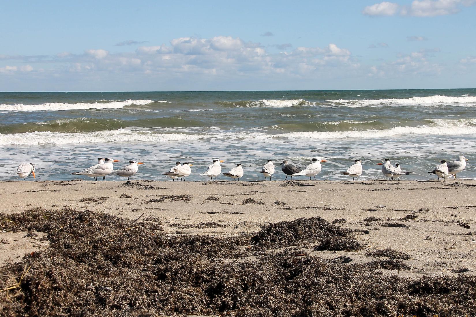 Sandee - Hobe Sound Public Beach