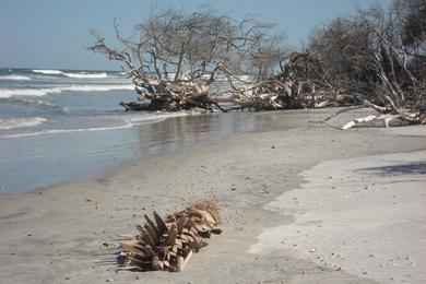 Sandee - Little Talbot Island State Park