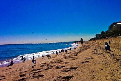 Sandee Fort Lauderdale Dog Beach Photo