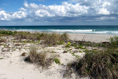 Sandee Dr. Von D. Mizell-Eula Johnson State Park Photo