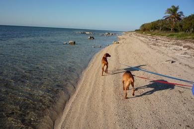 Sandee Boca Chica Beach Photo