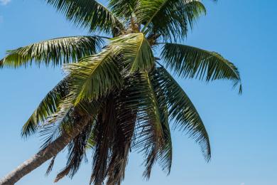 Sandee - Seychelles