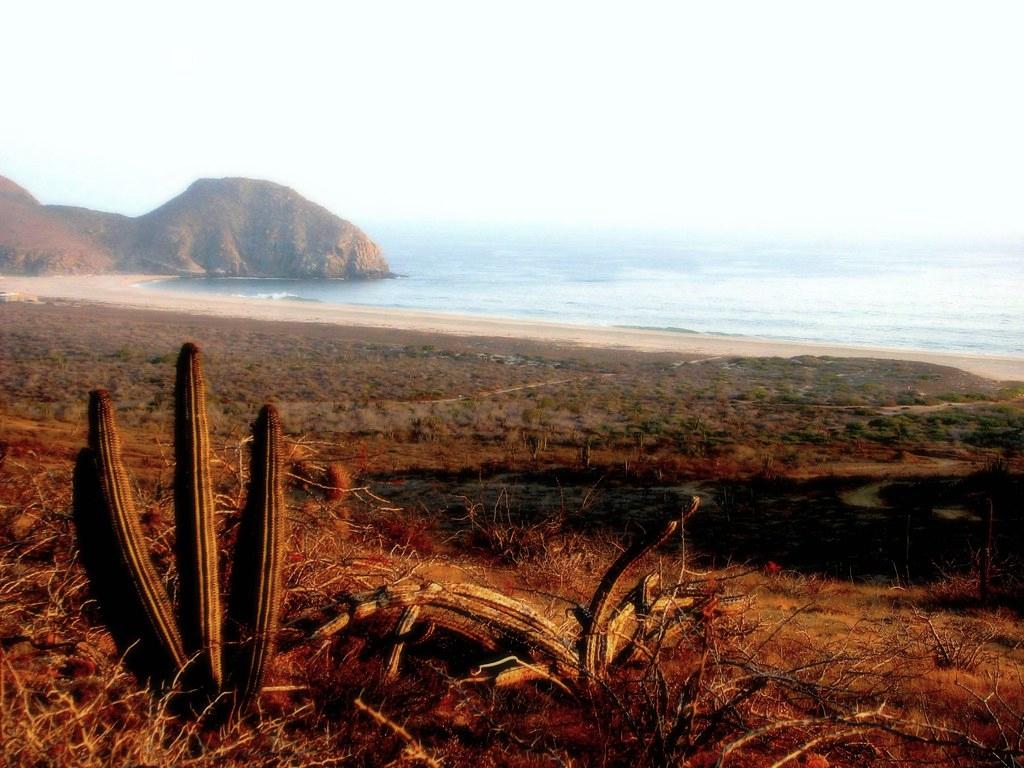 Sandee - Playa Punta Lobos