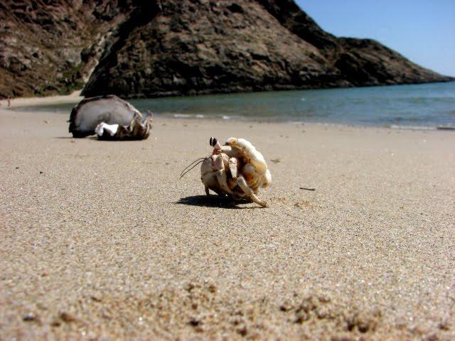 Sandee - Mirbat Beach