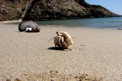 Sandee - Mirbat Beach