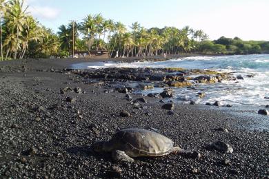 Sandee - Punalau Beach