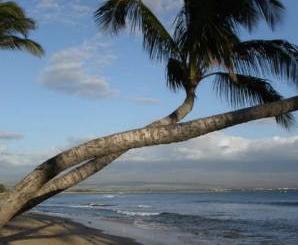 Sandee - Maalaea Beach